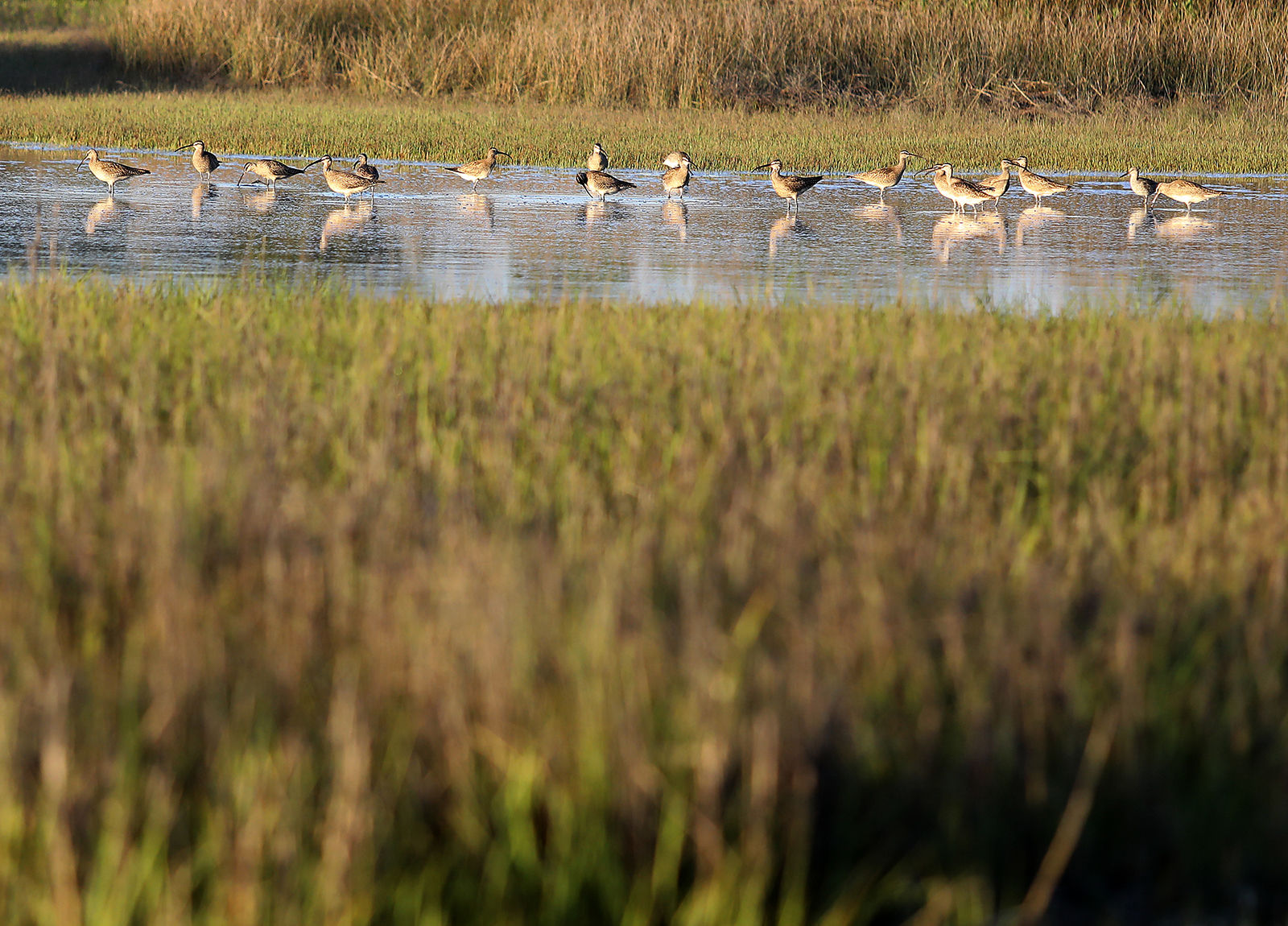 Waties Island small birds in marsh